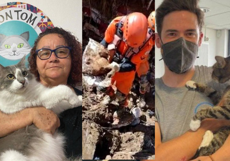 Neste Dia do Gato, relembramos algumas histórias emocionantes contadas aqui no Só Notícia Boa! - Foto: reprodução