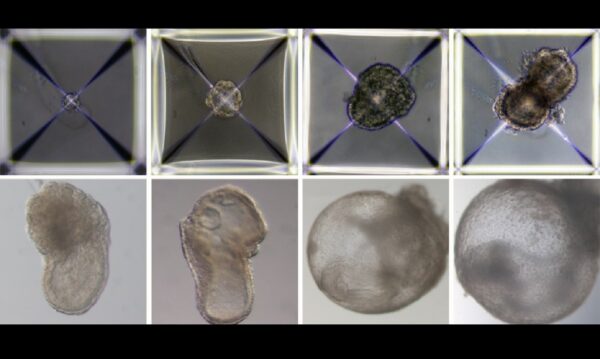 Os embriões foram criados de células-tronco de camundongos - Foto: reprodução