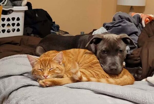 A família tem outros animais além de Oliver - Foto: arquivo pessoal