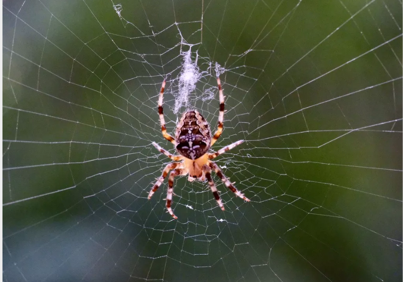 Gel de teia de aranha ajudará médico em aplicações medicinais e a proteger proteínas do corpo - Foto: Pixabay