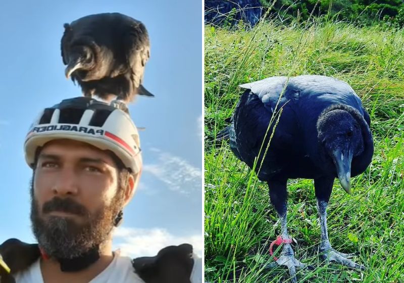 Tutor até ensinou urubu a voar. Fotos: Redes Sociais