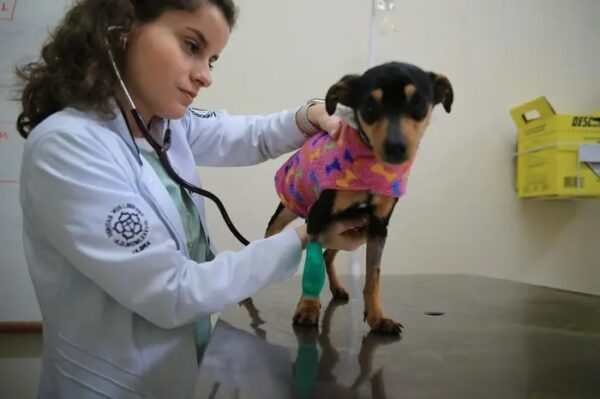 A cadelinha foi acompanhada pela Dra. Anna Carolina - Foto: reprodução Anda News