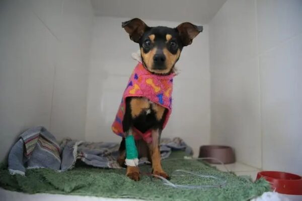 Hope foi resgatada em estado grave de saúde - Foto: Reprodução Anda News