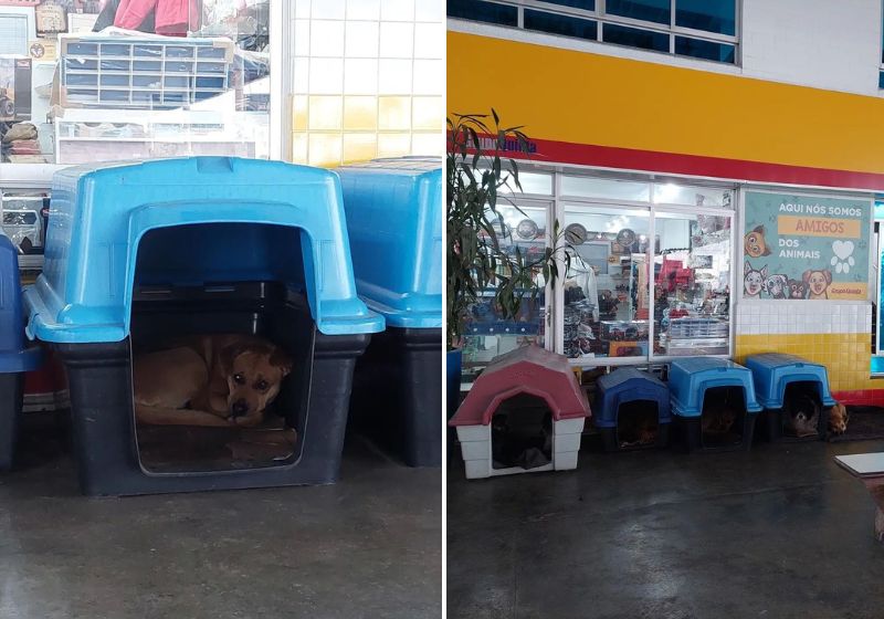 Muitos clientes elogiam a iniciativa do proprietário e fazem questão de publicar fotos e vídeos dos animais muito bem cuidados. Fotos: @nos.de.trailer