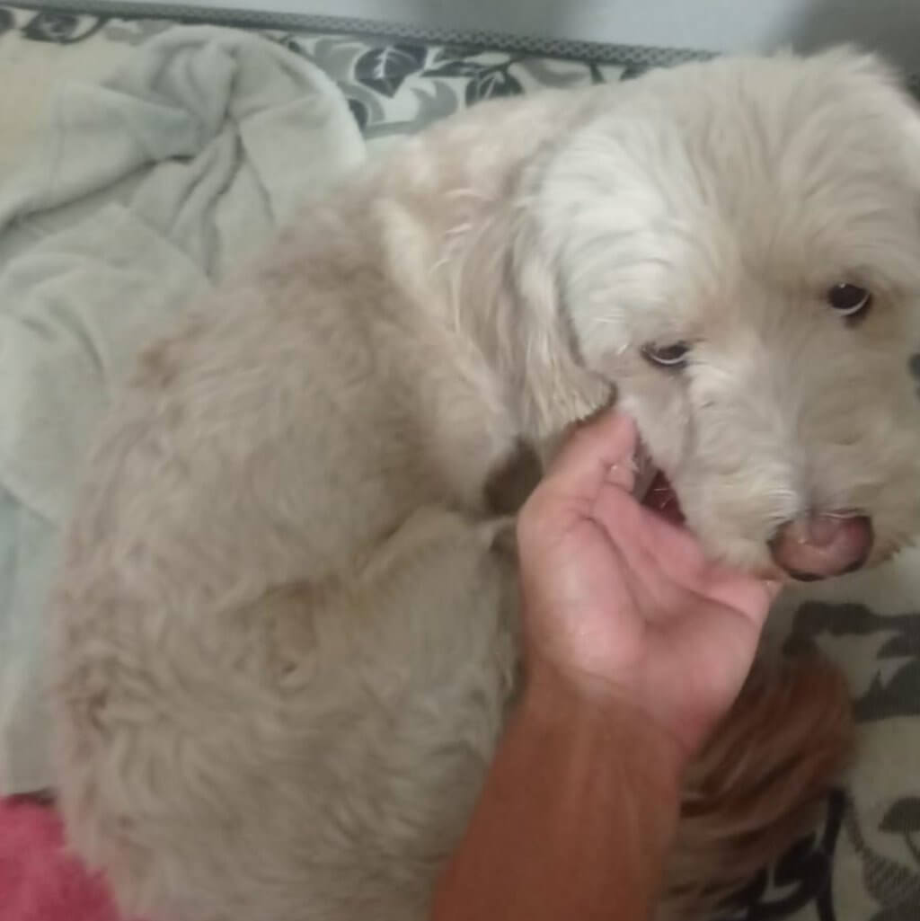 O cachorro que o time de futebol salvou agora passa bem - Foto: Arquivo Pessoal / Mathheus Santos / Oitomeia