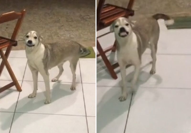 “Ela é nossa mascote, a gente cuida dela e ela não sai daqui”, disse Frank Moura, funcionário e autor do vídeo. Fotos: Reprodução/vídeo