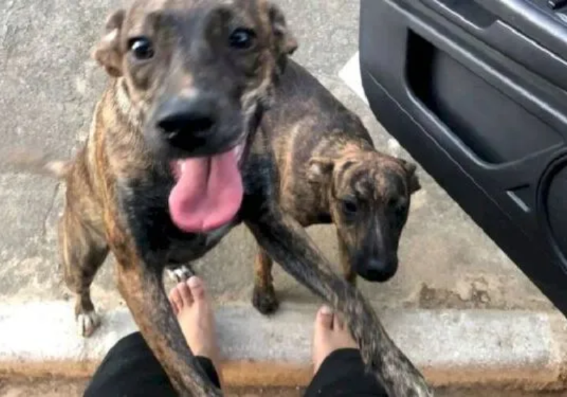 A cadela voltou para casa após algumas horas e trouxe um "irmão gêmeo" Tutora riu, apesar do sufoco - Foto: reprodução