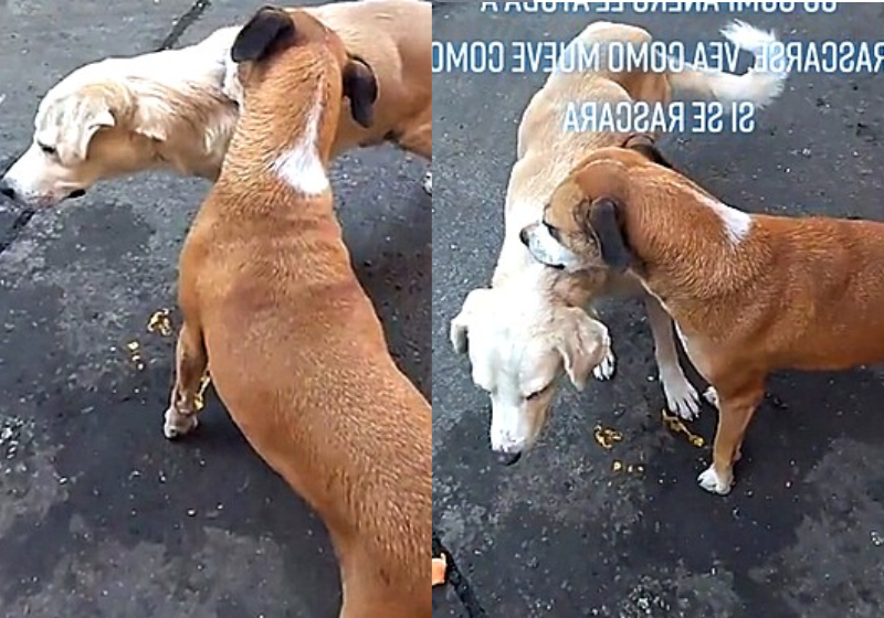 Quando viu o amigo se pata com vontade de se coçar, o outro cãozinho deu uma lição de empatia - Fotos: reprodução / vídeo