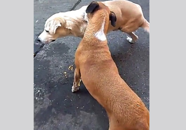 O cão caramelo coçando o copo do amigo deficiente. (Foto: Reprodução TikTok/@myriamrangel74)