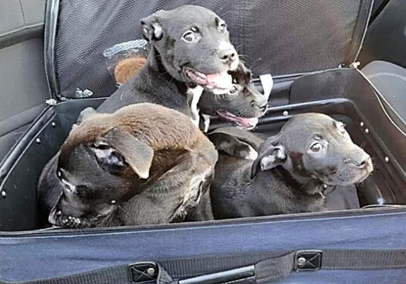 O casal ficou curioso ao ver uma mala se mexendo na estrada. Foi quando eles viram que eram os 4 filhotes - Foto: Guilford County Animal Services