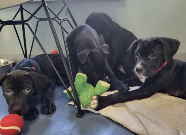 Em breve, os bebês terão um novo lar! -Foto: Guilford County Animal Services