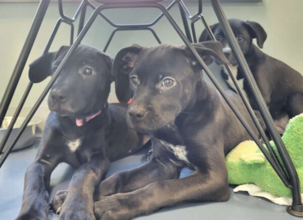 Segundo o abrigo, os animais estavam muito assustados - Foto: Guilford County Animal Services