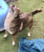 Foto: Facebook @Dogsnobodywants