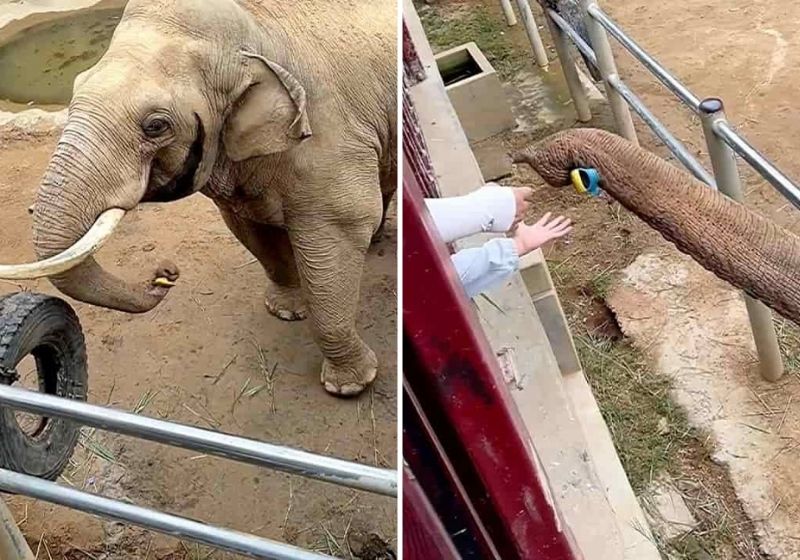 O elefante educado vive em um zoológico na China e ficou famoso na internet após o vídeo - Fotos: Reprodução/vídeo