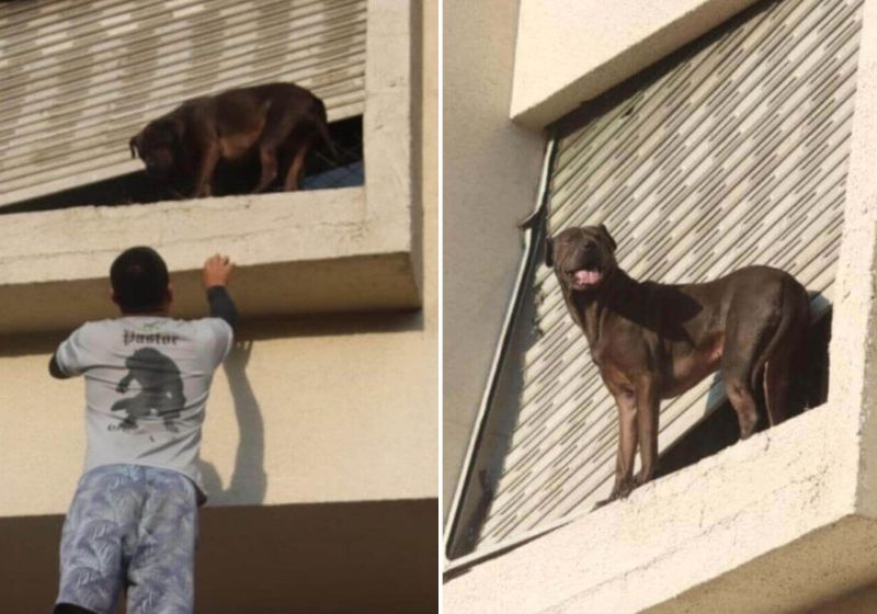 Apreensivos com a demora do resgate, o entregador Adenilson, que passava pelo local no momento do ocorrido, se dispôs a salvar a cachorra. Fotos: Valquir Aureliano