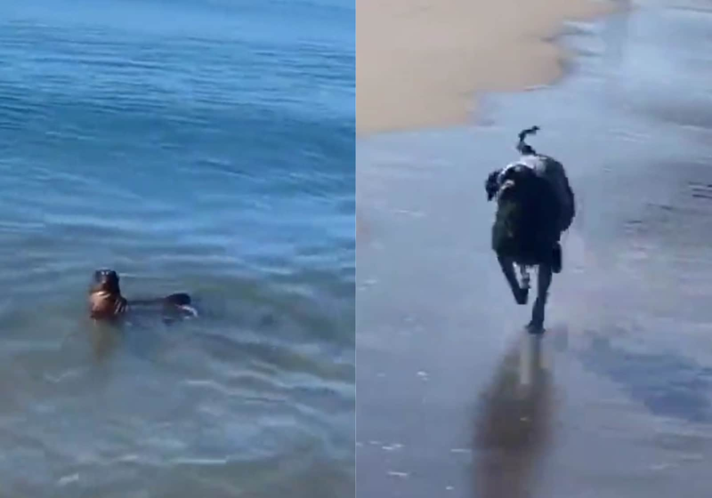 A foca e o cão brincam na praia e o registro viraliza na web. Muito fofos! - Foto: reprodução