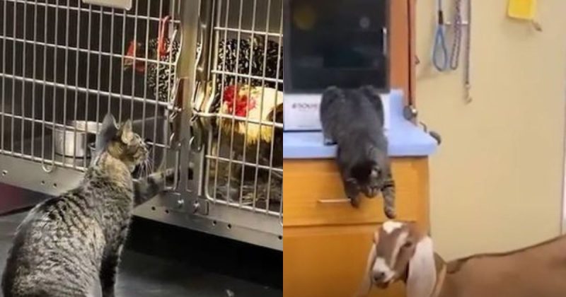 A gatinha fazendo carinho nos amigos - Foto: reprodução / The Dodo