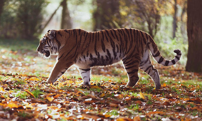 Depois da luta o tigre fugiu para dentro da mata - Foto: reprodução / SunnySkyz
