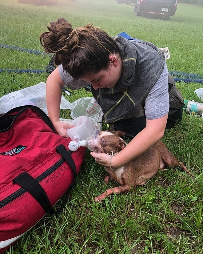 A motorista ajudando um dos cães a respirar, após inalar fumaça - Foto: Facebook / Columbia County Fire Rescue