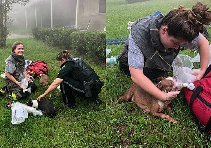 A motorista de entregas da Amazon salvou três filhotes que estavam na casa que pegou fogo - Fotos: Facebook / Columbia County Fire Rescue