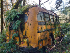 O ônibus estava coberto de musgo e folhas e abrigava ratos. Foto: Collect/PA Real Life