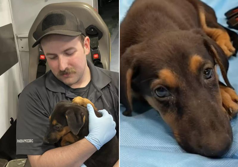 “A cachorrinha chorava em meus braços”, disse Tegan Sliva, o paramédico que atendeu à ligação. Fotos: Tegan Sliva