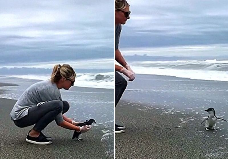 No vídeo publicado na internet, o pequeno animal se despede da sua salvadora e emociona demais. Fotos: Reprodução/vídeo