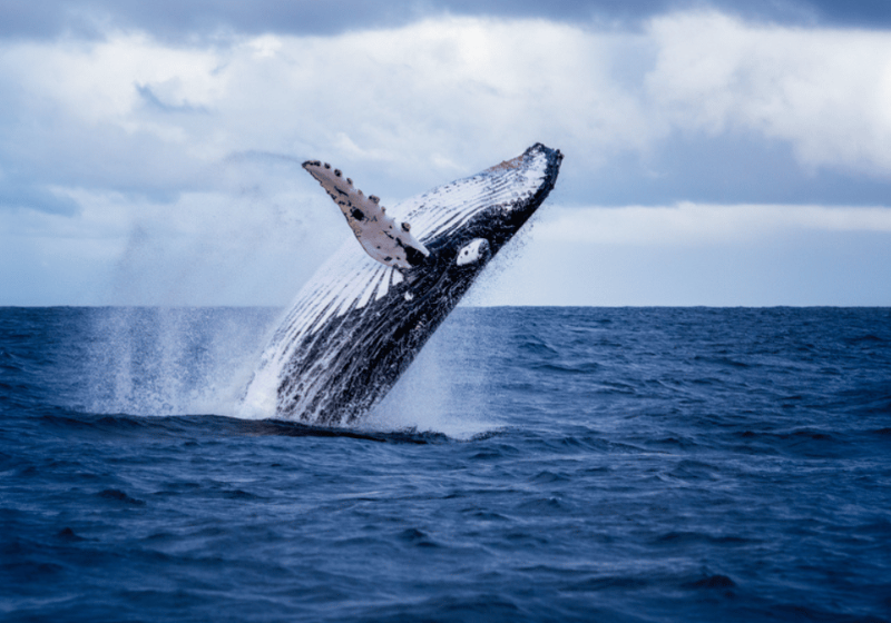 Une bouée de haute technologie aide à protéger les baleines en voie de disparition