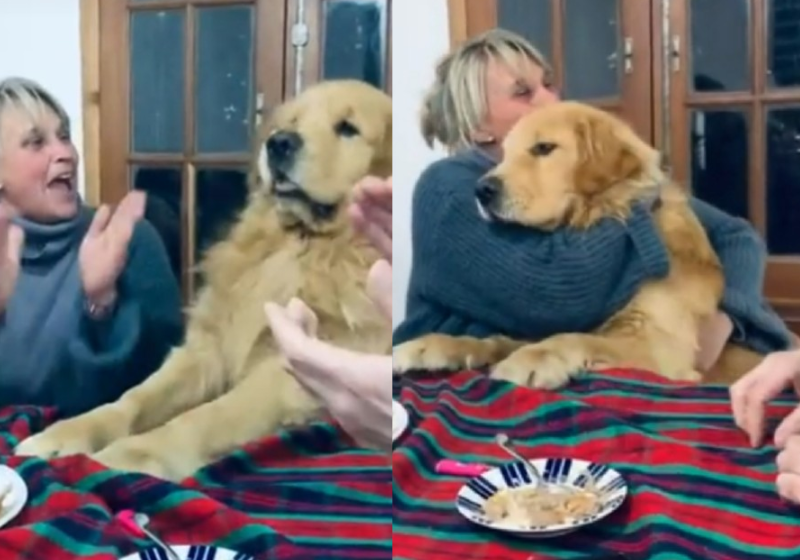 O cão não escondeu a empolgação na hora que cantaram 'parabéns' e o vídeo viralizou - Foto: reprodução