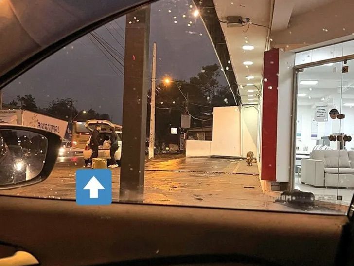 O flagrante do casal anônimo levando comida no carro para alimentar cães sem dono - Foto: Extra