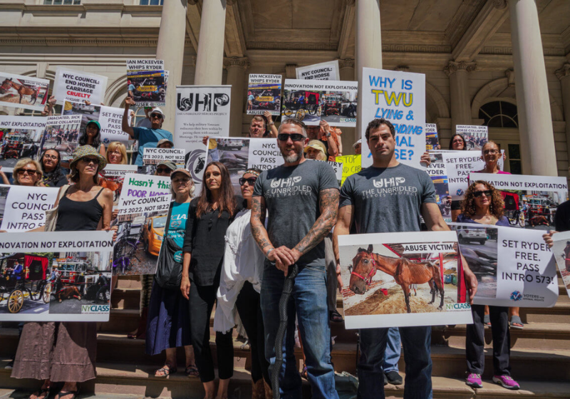 Diversas celebridades se uniram para pedir proibição de cavalo puxando carruagem em NY, após vídeo terrível que viralizou - Foto: reprodução web