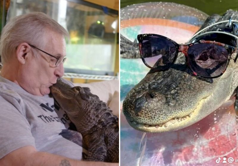 Wally é um fofo jacaré que conquistou recentemente a sua certificação de animal de apoio emocional. Fotos: Redes Sociais