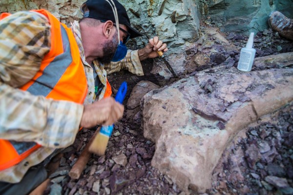 Pesquisadores ainda trabalham com o fóssil - Foto: divulgação/Brado