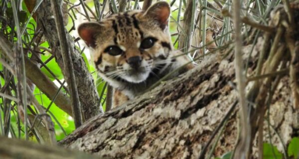 O gato silvestre é monitorado há uma semana - Foto: Inea-RJ