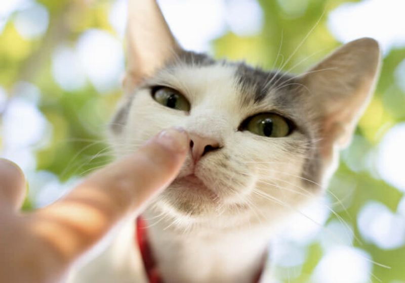 A pesquisa sobre gatos foi realizada com universitários que passam pela pressão do cotidiano, fazendo provas, trabalhos e frequentando aulas. Foto: Reprodução
