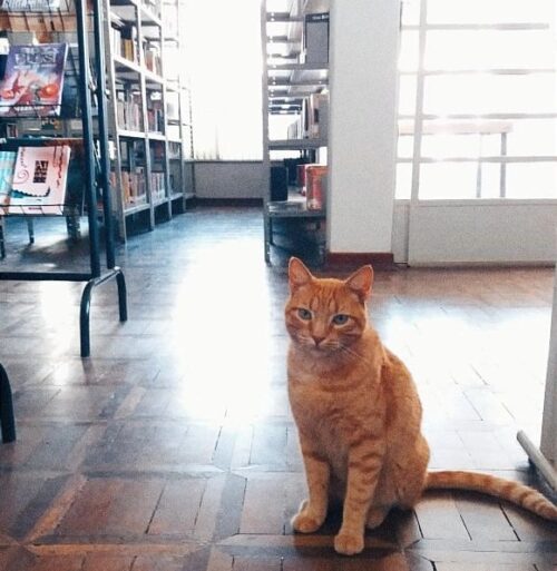 11 mil pessoas se uniram em petição pela volta de Lelo - Foto: Reprodução Instagram