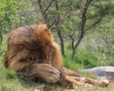 Eles viverão o resto de suas vidas em habitats naturais, grandes e intocados. Foto: Divulgação