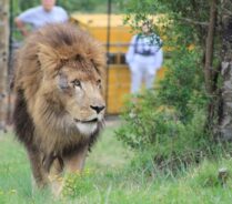 Os trabalhadores do santuário afirmaram que os animais já estão se adaptando ao seu novo lar. Foto: Divulgação