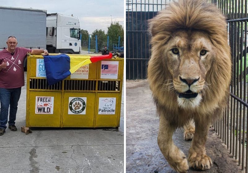 Graças a toda equipe envolvida em salvar os leões, a missão foi um sucesso e eles chegaram bem ao lar definitivo. Fotos: Divulgação