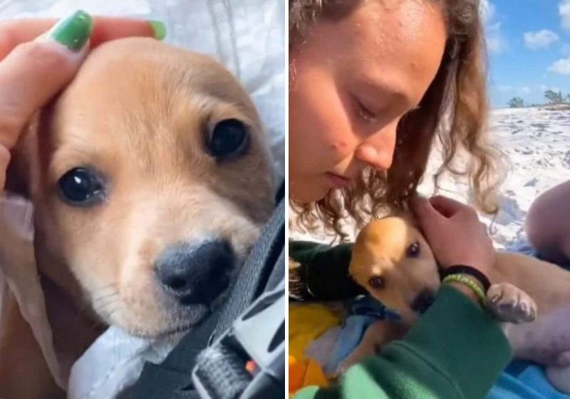 O vídeo em que a surfista carioca conta esse encontro já tem 90 mil curtidas e 500 mil visualizações no TikTok. Fotos: Reprodução/vídeo