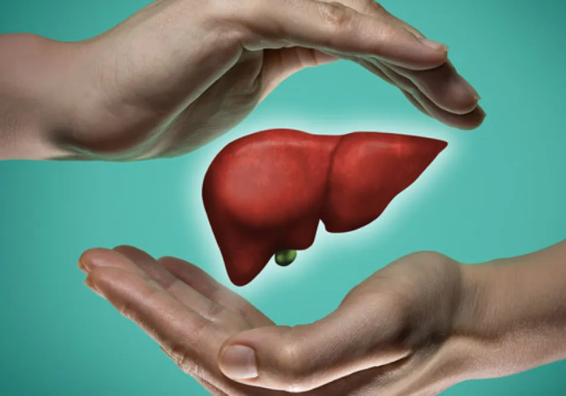 O transplante de fígado agora poderá ser realizado por planos de saúde, diz a ANS - Foto: Pixabay