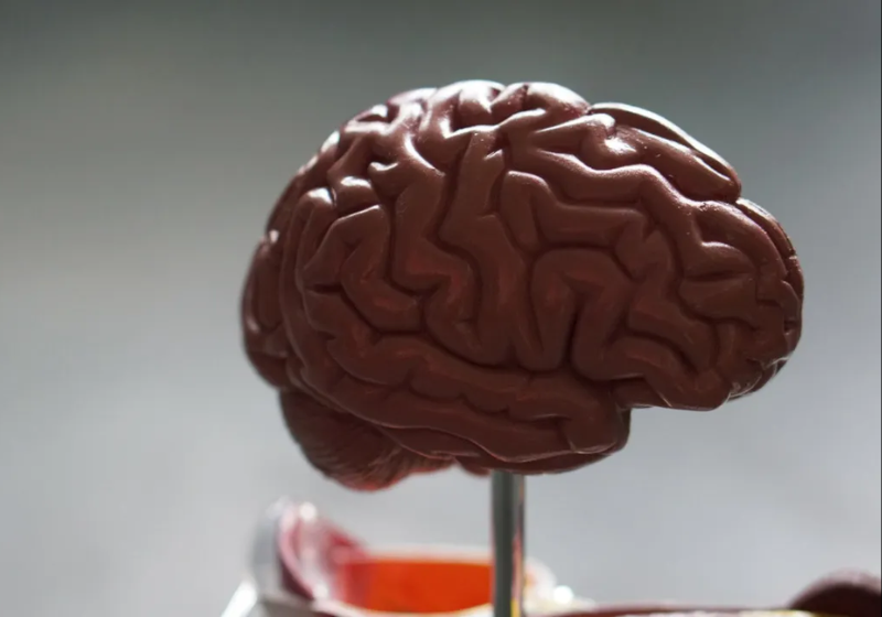 Segundo cientistas, a estrutura do cérebro pode ser modificada com os tratamentos para depressão - Foto: Pixabay