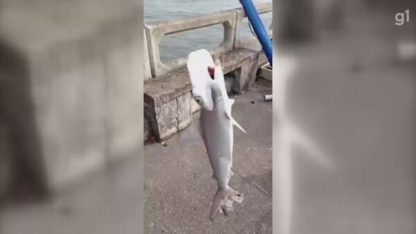 Tubarão-martelo em perigo de extinção é devolvido para o mar após ser pescado, em Mongaguá, SP — Foto: Reprodução