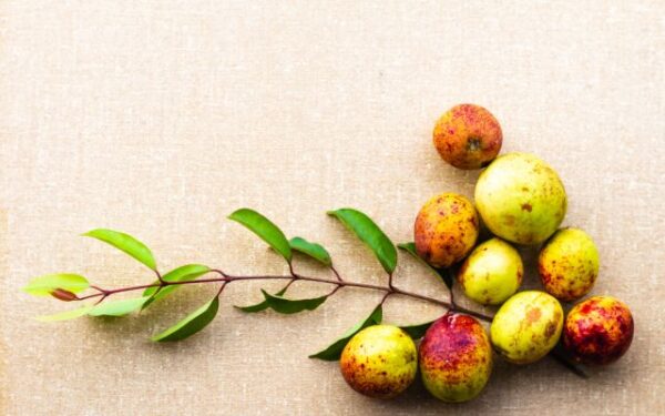 A mangaba é uma fruta rica em antioxidantes que favorece a pele e os fios - Foto: reprodução