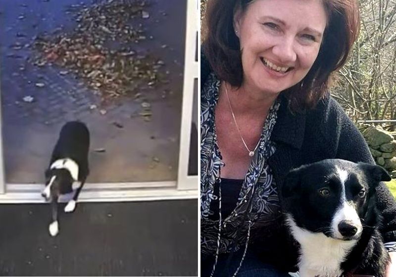 Imagens da câmera de segurança da delegacia capturaram o momento em que a cachorra chega pedindo ajuda. Fotos: Reprodução