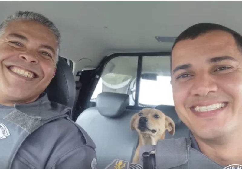 A cadelinha caramelo foi resgatada por PMs e ganhou um novo lar - Foto: Polícia Militar de Aparecida