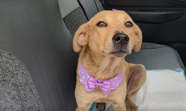 Cindy ganhou um lar e muito carinho - Foto: Polícia Militar de Aparecida