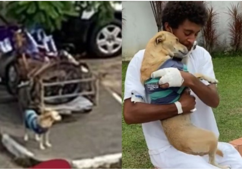 A cadela está há mais de 20 dias esperando o tutor, que está internado num hospital da Bahia - Foto: reprodução TikTok