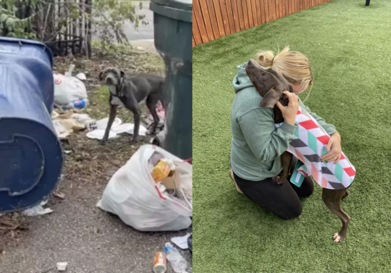 A cadela não parava de abraçar a mulher que a resgatou - Foto: SRSL