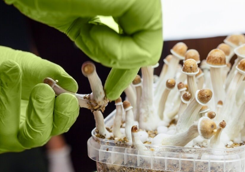 O estudo notou que a psilocibina, presente nos cogumelos, ajuda a tratar a depressão - Foto: Pixabay